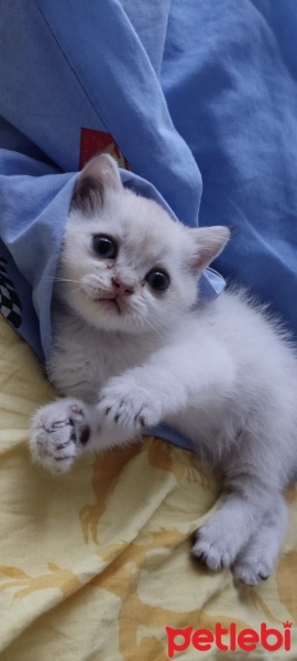 British Shorthair, Kedi  Duman fotoğrafı