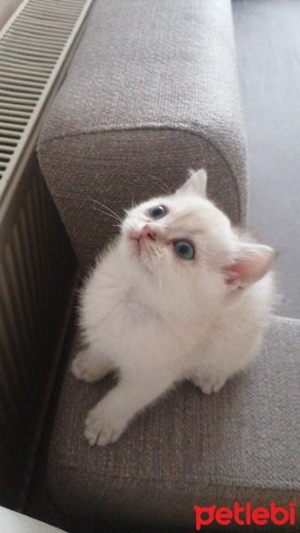 British Shorthair, Kedi  Duman fotoğrafı