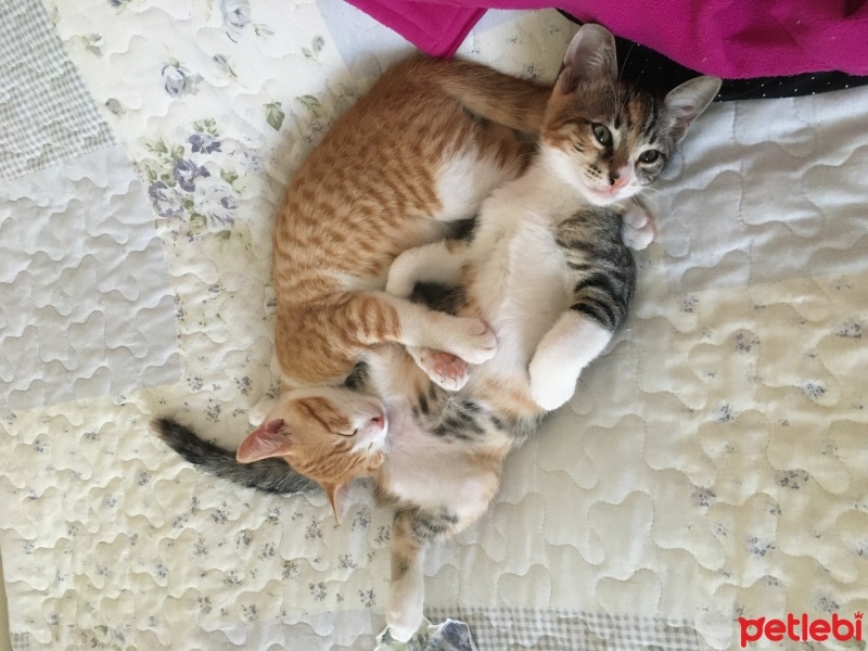 Tekir Kedi, Kedi  Çiko - Lokum fotoğrafı