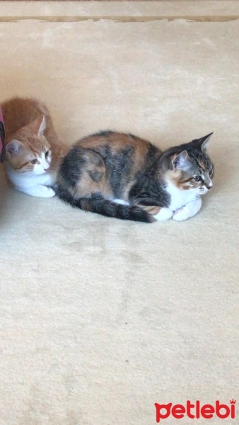 Tekir Kedi, Kedi  Çiko - Lokum fotoğrafı