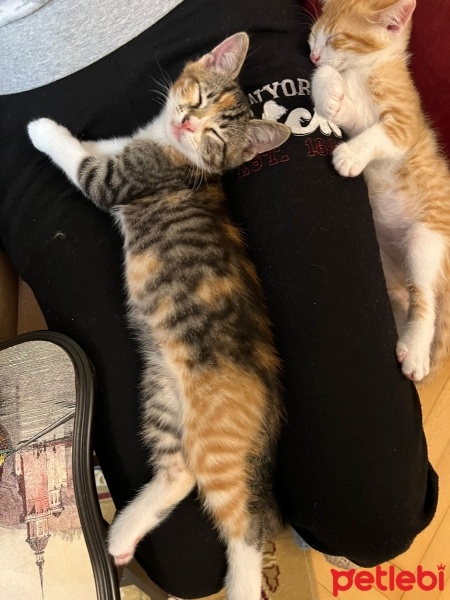 Tekir Kedi, Kedi  Çiko - Lokum fotoğrafı