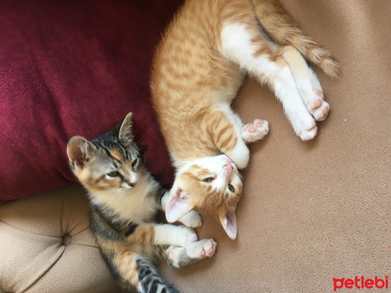 Tekir Kedi, Kedi  Çiko - Lokum fotoğrafı