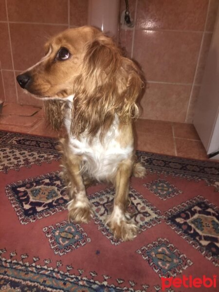 İngiliz Cocker Spaniel, Köpek  Şila fotoğrafı