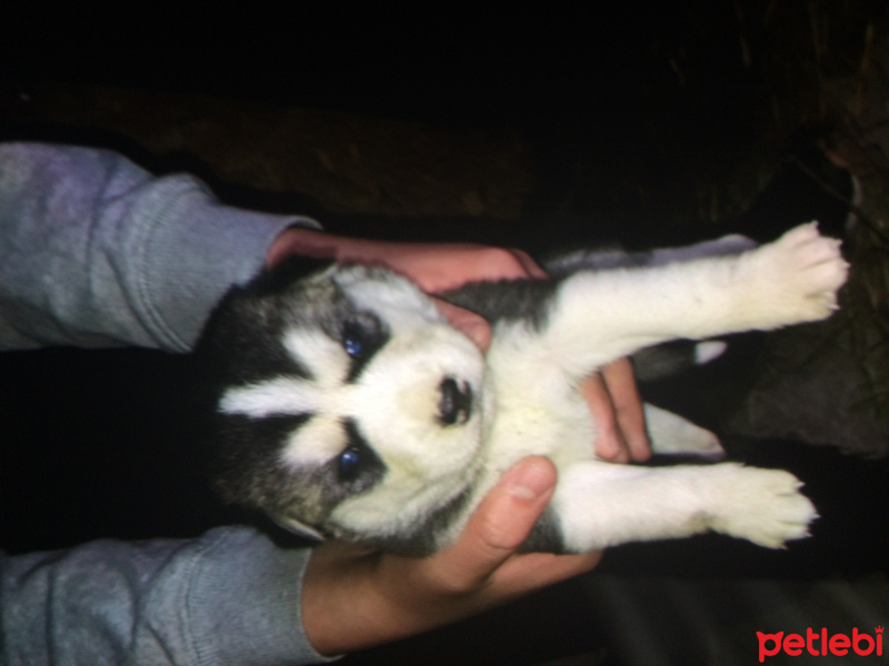 Sibirya Kurdu (Husky), Köpek  Husky fotoğrafı