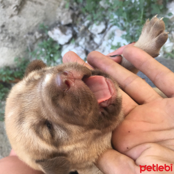 Kangal, Köpek  Patigiller fotoğrafı