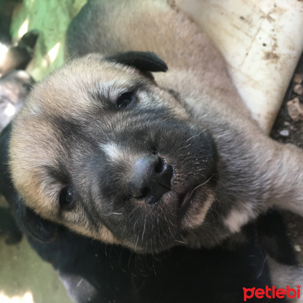 Kangal, Köpek  Patigiller fotoğrafı