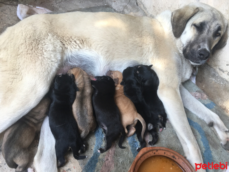 Kangal, Köpek  Patigiller fotoğrafı