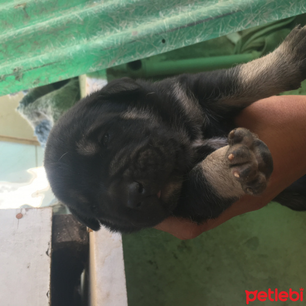 Kangal, Köpek  Patigiller fotoğrafı