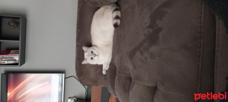 Scottish Fold, Kedi  Pamuk fotoğrafı