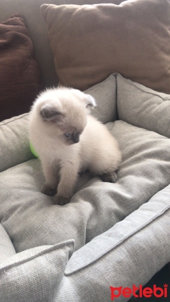 Scottish Fold, Kedi  Çakıl fotoğrafı