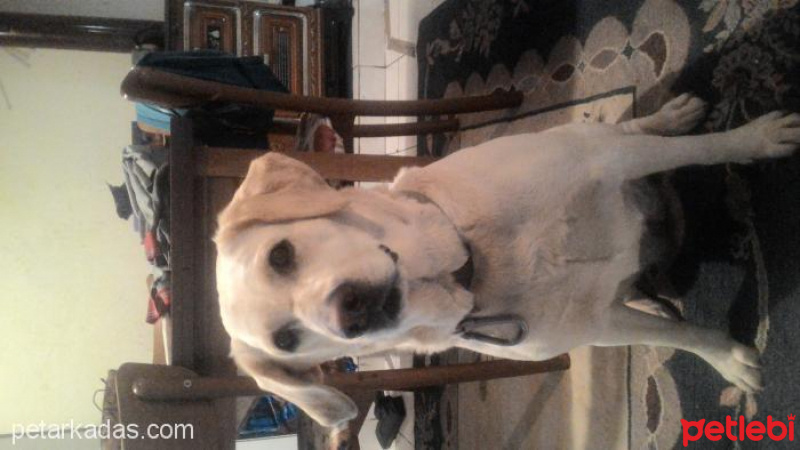 Labrador Retriever, Köpek  gofret fotoğrafı