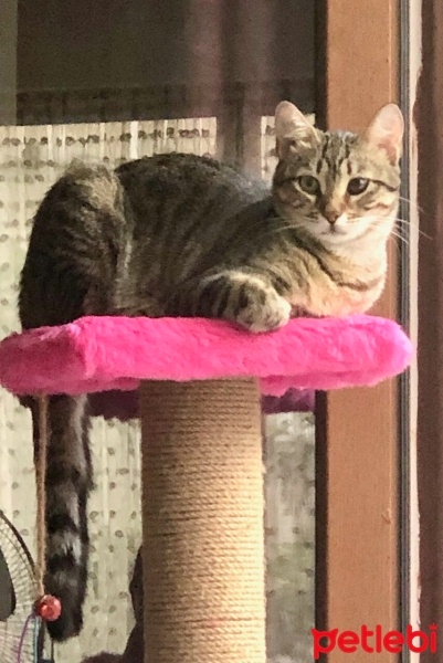 Tekir Kedi, Kedi  Boncuk fotoğrafı