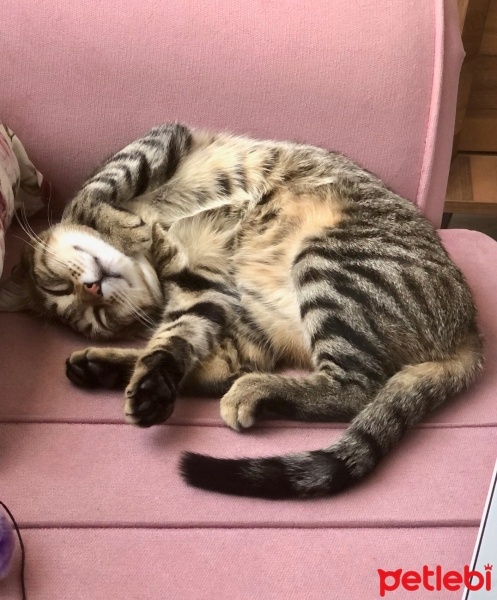 Tekir Kedi, Kedi  Boncuk fotoğrafı