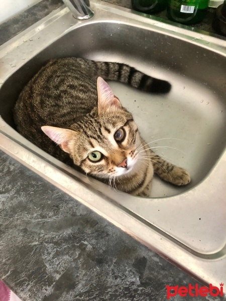 Tekir Kedi, Kedi  Boncuk fotoğrafı