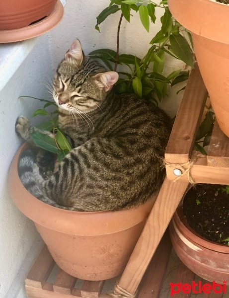 Tekir Kedi, Kedi  Boncuk fotoğrafı