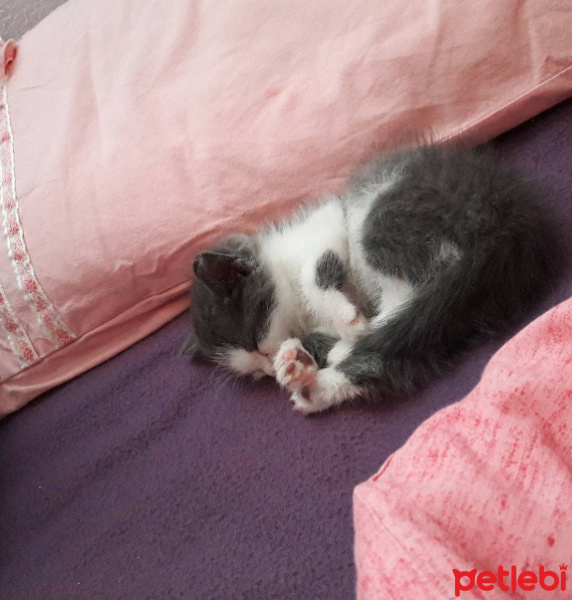Tekir Kedi, Kedi  Minnoş fotoğrafı