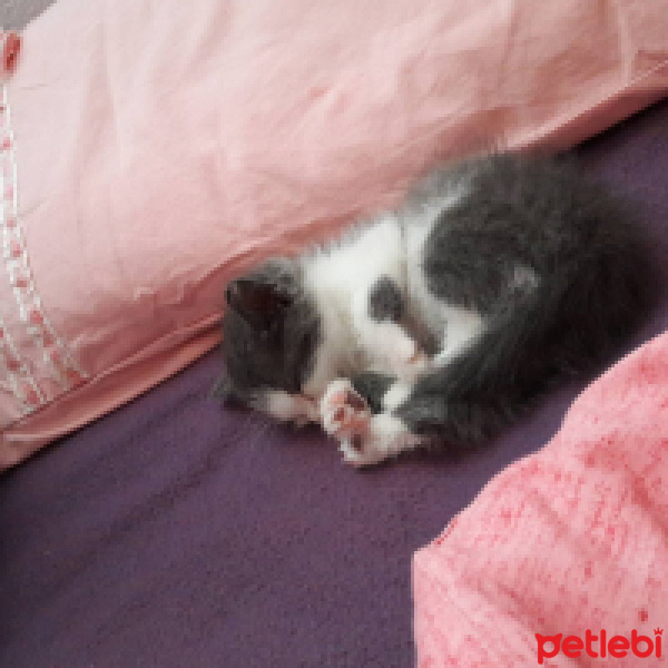 Tekir Kedi, Kedi  Minnoş fotoğrafı