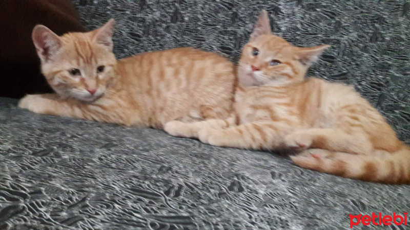 Tekir Kedi, Kedi  adını kendiniz koyun fotoğrafı