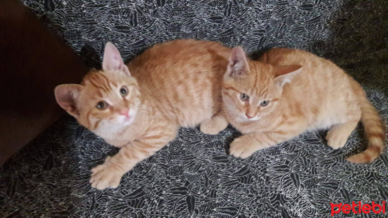 Tekir Kedi, Kedi  adını kendiniz koyun fotoğrafı