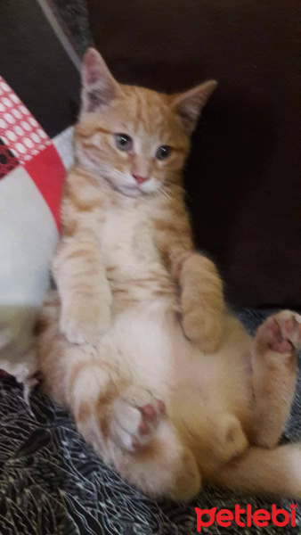 Tekir Kedi, Kedi  adını kendiniz koyun fotoğrafı