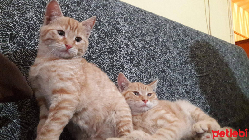 Tekir Kedi, Kedi  adını kendiniz koyun fotoğrafı