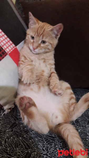 Tekir Kedi, Kedi  adını kendiniz koyun fotoğrafı