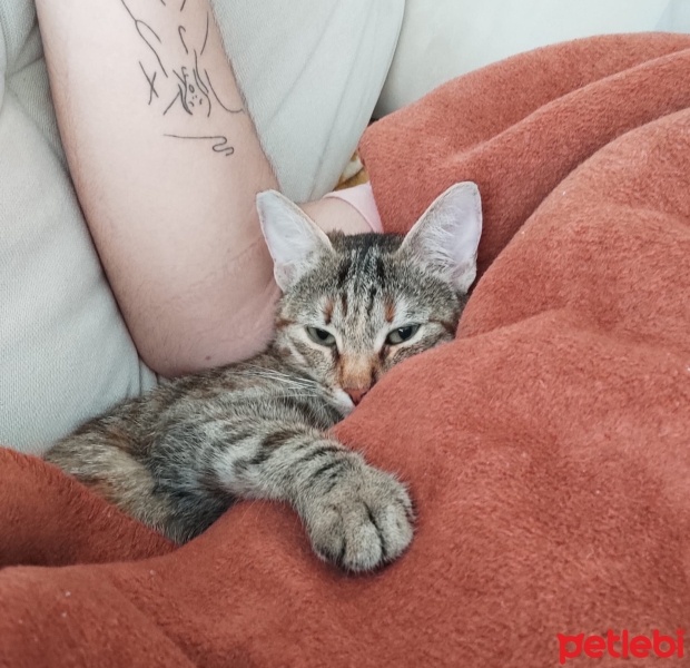 Tekir Kedi, Kedi  Mia - Üzülerek Acil Yuva Aramaktayız fotoğrafı