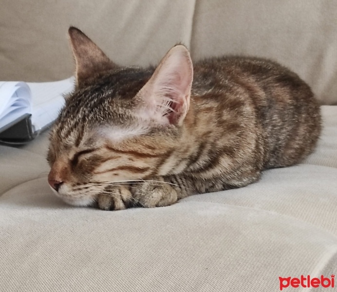Tekir Kedi, Kedi  Mia - Üzülerek Acil Yuva Aramaktayız fotoğrafı