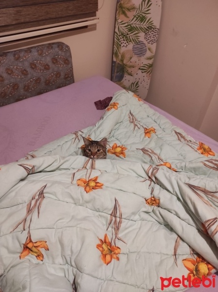 Tekir Kedi, Kedi  Mia - Üzülerek Acil Yuva Aramaktayız fotoğrafı
