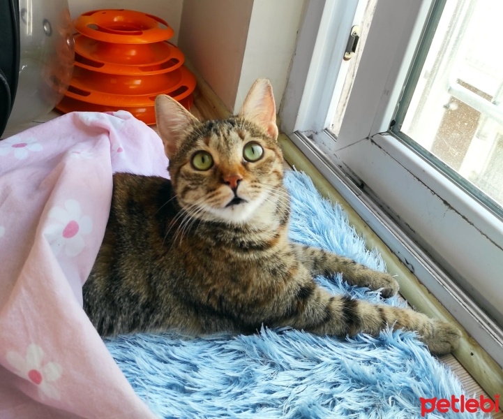 Tekir Kedi, Kedi  Mia - Üzülerek Acil Yuva Aramaktayız fotoğrafı