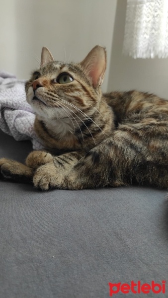 Tekir Kedi, Kedi  Mia - Üzülerek Acil Yuva Aramaktayız fotoğrafı