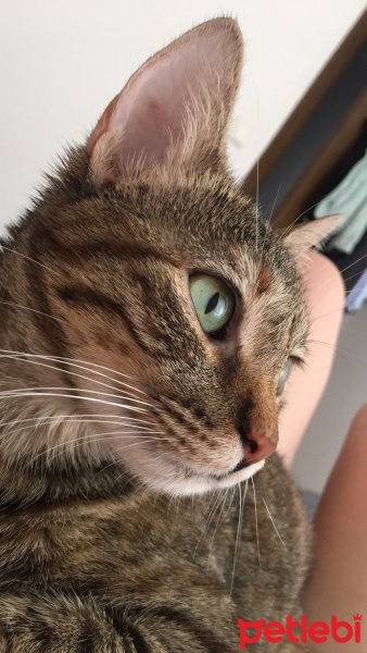 Tekir Kedi, Kedi  Mia - Üzülerek Acil Yuva Aramaktayız fotoğrafı