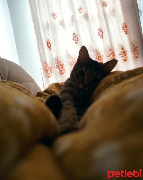 Tekir Kedi, Kedi  Mia - Üzülerek Acil Yuva Aramaktayız fotoğrafı