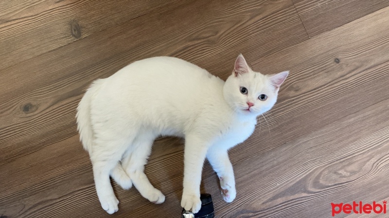 Brazilian Shorthair, Kedi  Sütlaç fotoğrafı