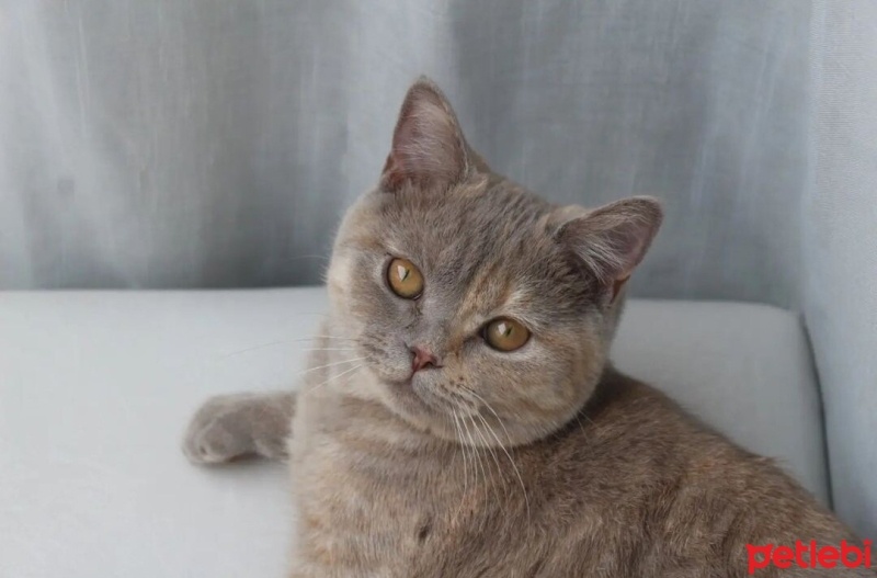 British Shorthair, Kedi  Şukufe fotoğrafı