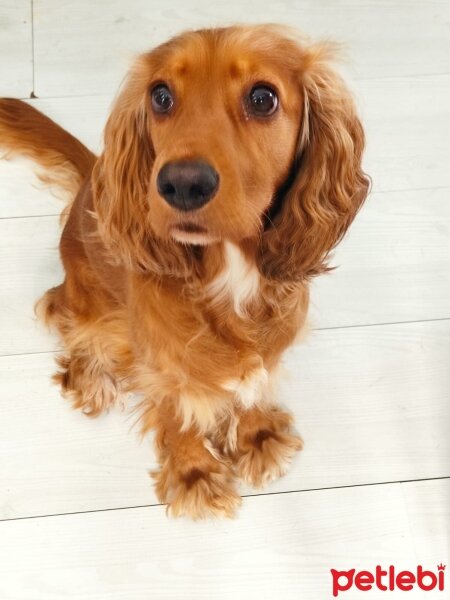 İngiliz Cocker Spaniel, Köpek  Eva fotoğrafı