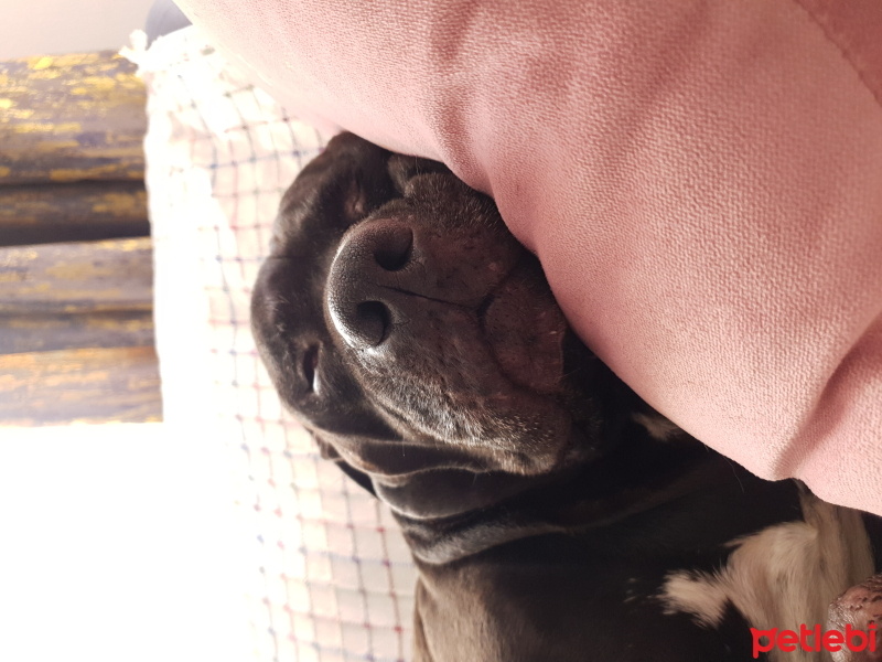 Amerikan Pitbull Terrier, Köpek  Igor fotoğrafı