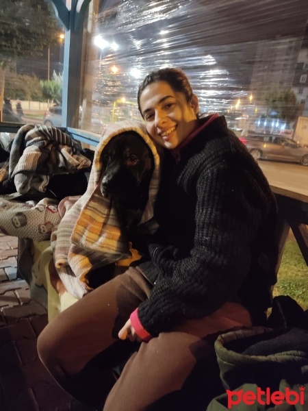 Amerikan Pitbull Terrier, Köpek  Igor fotoğrafı