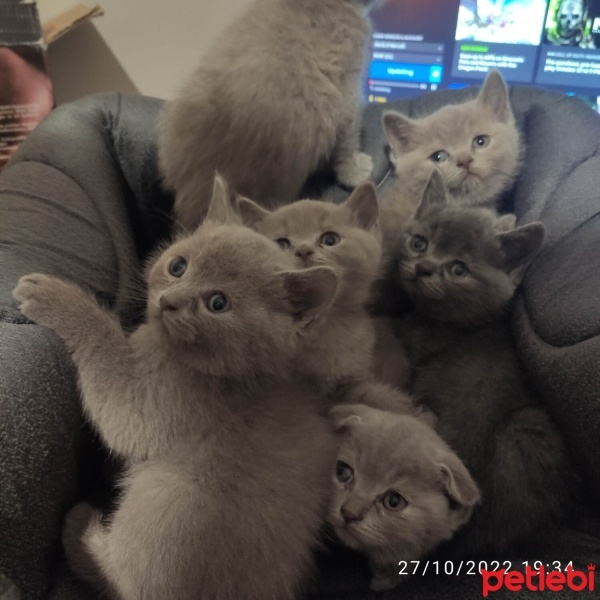 British Shorthair, Kedi  British Scottish yavru kedilerimiz fotoğrafı