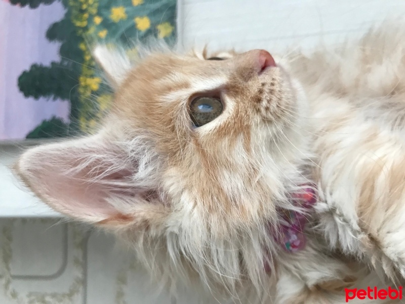 Tekir Kedi, Kedi  Bal fotoğrafı