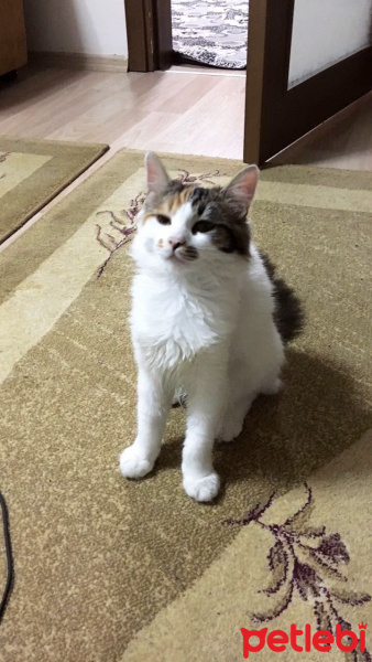 Tekir Kedi, Kedi  Minnoş fotoğrafı