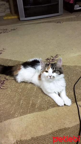 Tekir Kedi, Kedi  Minnoş fotoğrafı
