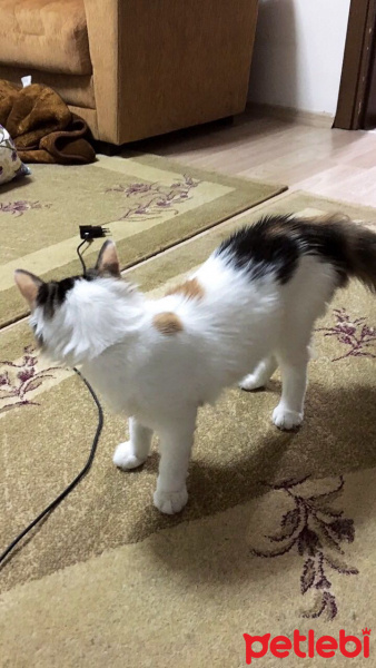 Tekir Kedi, Kedi  Minnoş fotoğrafı