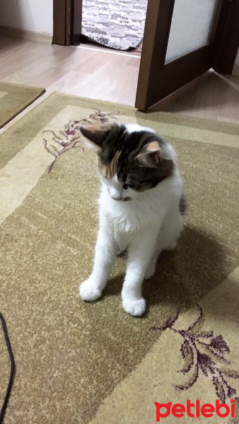 Tekir Kedi, Kedi  Minnoş fotoğrafı