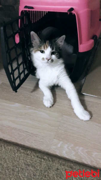 Tekir Kedi, Kedi  Minnoş fotoğrafı