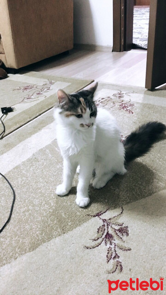 Tekir Kedi, Kedi  Minnoş fotoğrafı