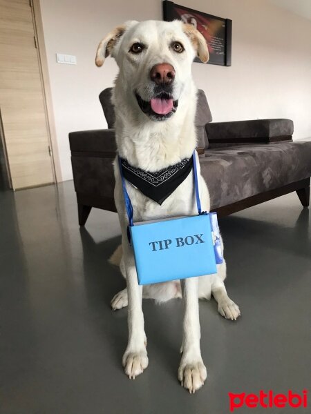 Labrador Retriever, Köpek  Pamuk fotoğrafı