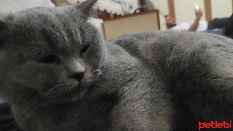 British Shorthair, Kedi  Duman fotoğrafı