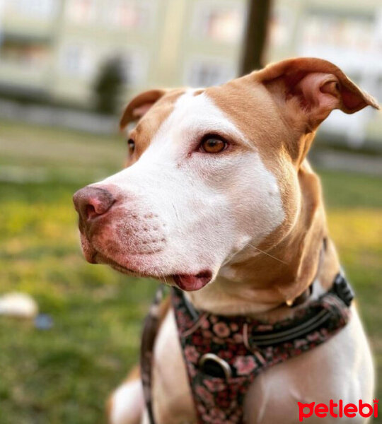 Amerikan Pitbull Terrier, Köpek  Kaju fotoğrafı