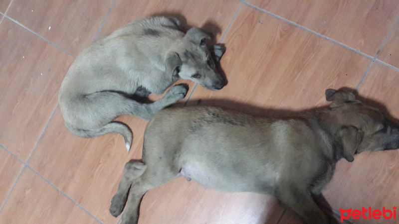 Kangal, Köpek  Rex - Liza  fotoğrafı